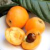 خواص ازگیل ژاپنی